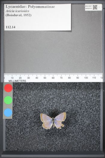 Media type: image;   Entomology 52315